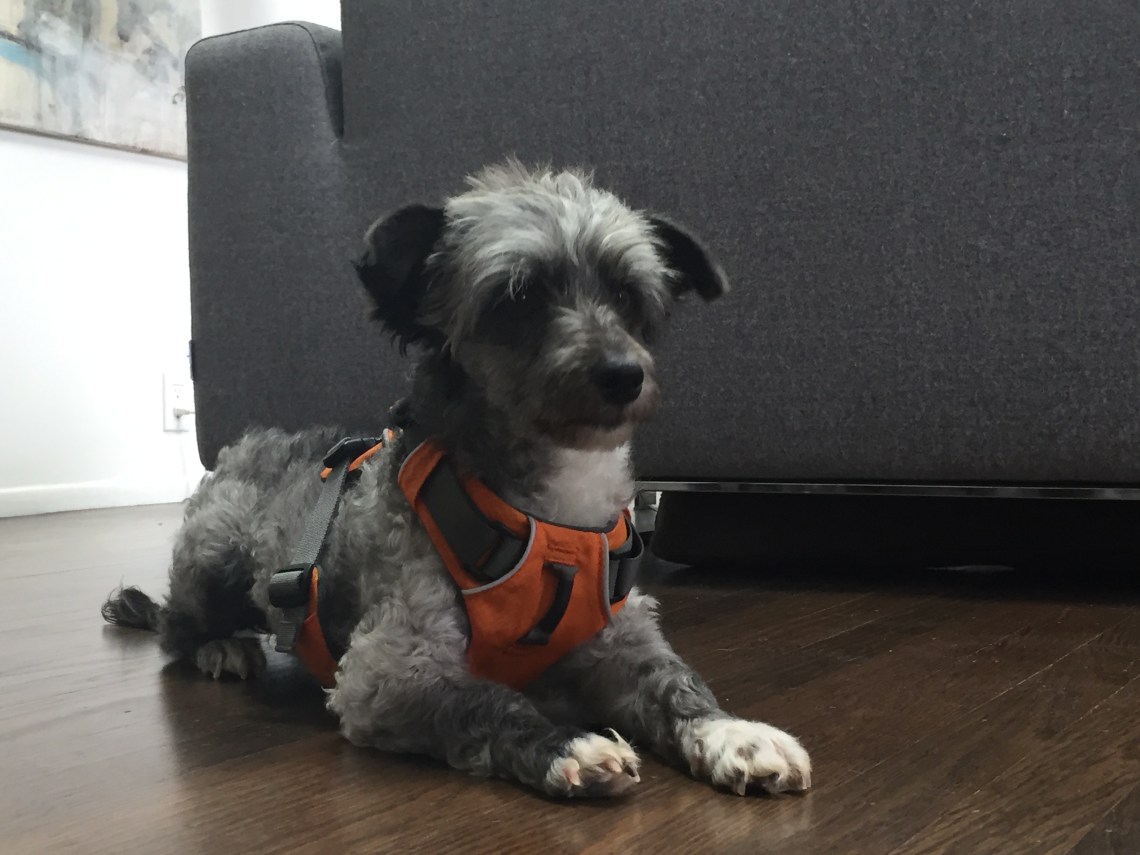 Familienzuwachs: Gestatten, Cyrus. Freunde nennen mich Cy.