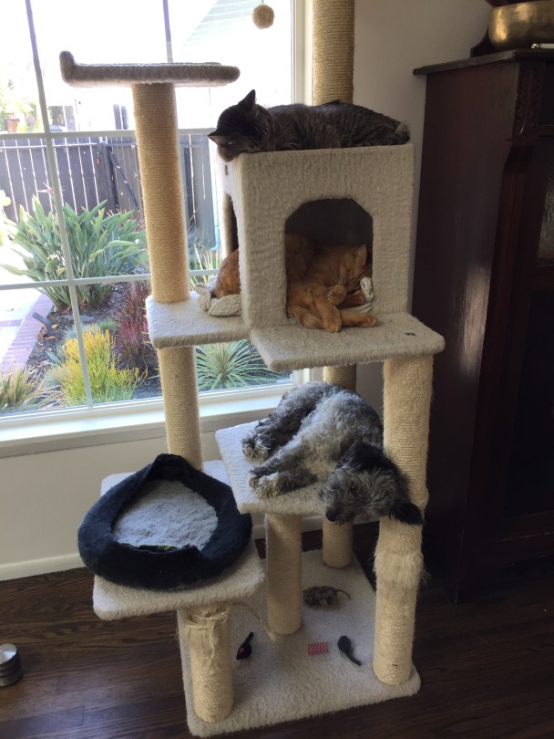 Echt knorke, so ein Schläfchen, da sind sich Hund und Katzen einig