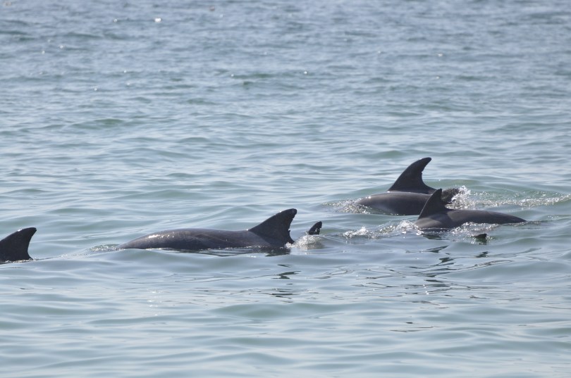 Das glaubt uns doch keiner, dass dann auch noch eine Schule Delfine vorbeizieht (Foto: Karsten)