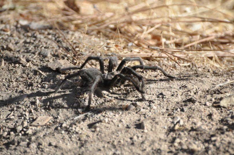 Albtraum auf acht Beinen: Gott sei Dank gibt es Teleobjektive (Foto: Karsten)