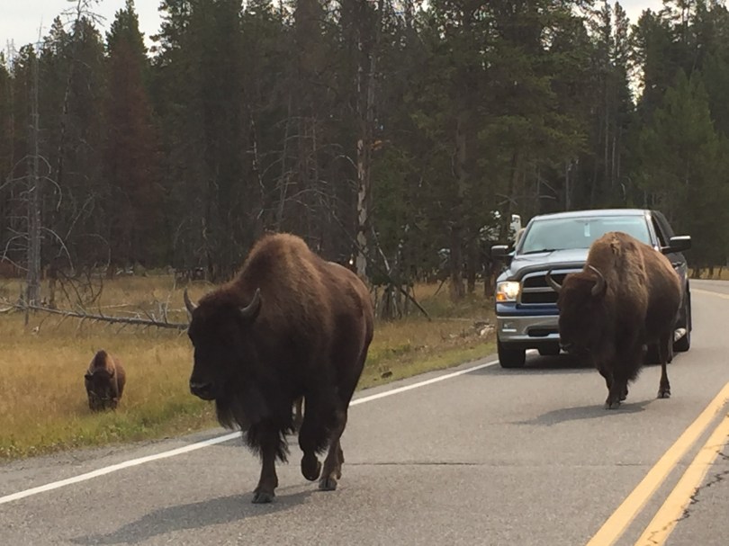 Natürliche Geschwindigkeitsbegrenzung: Bisons bremsen den Verkehr aus