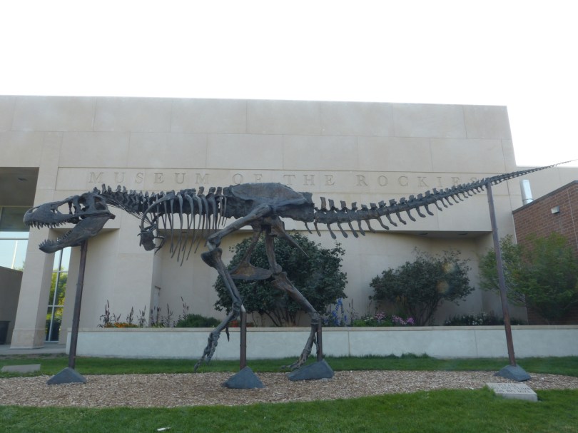 Vor mehr als 60 Millionen Jahren ging es im Norden Amerikas hoch her: Museum of the Rockies in Bozeman, Montana