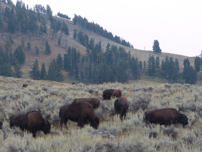 Bisonherde im Lamar Valley