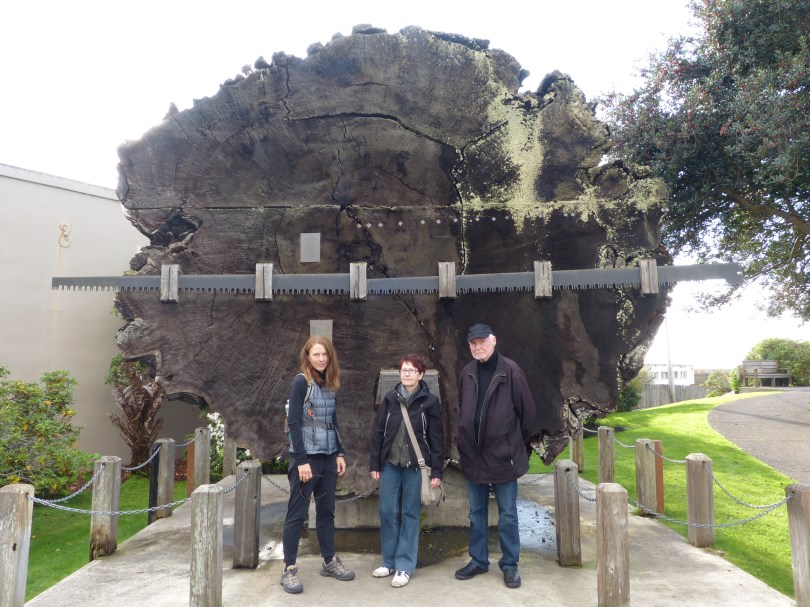 Opfer der Nutzholzgewinnung: knapp 2000 Jahre alter Mammutbaum in Fort Bragg