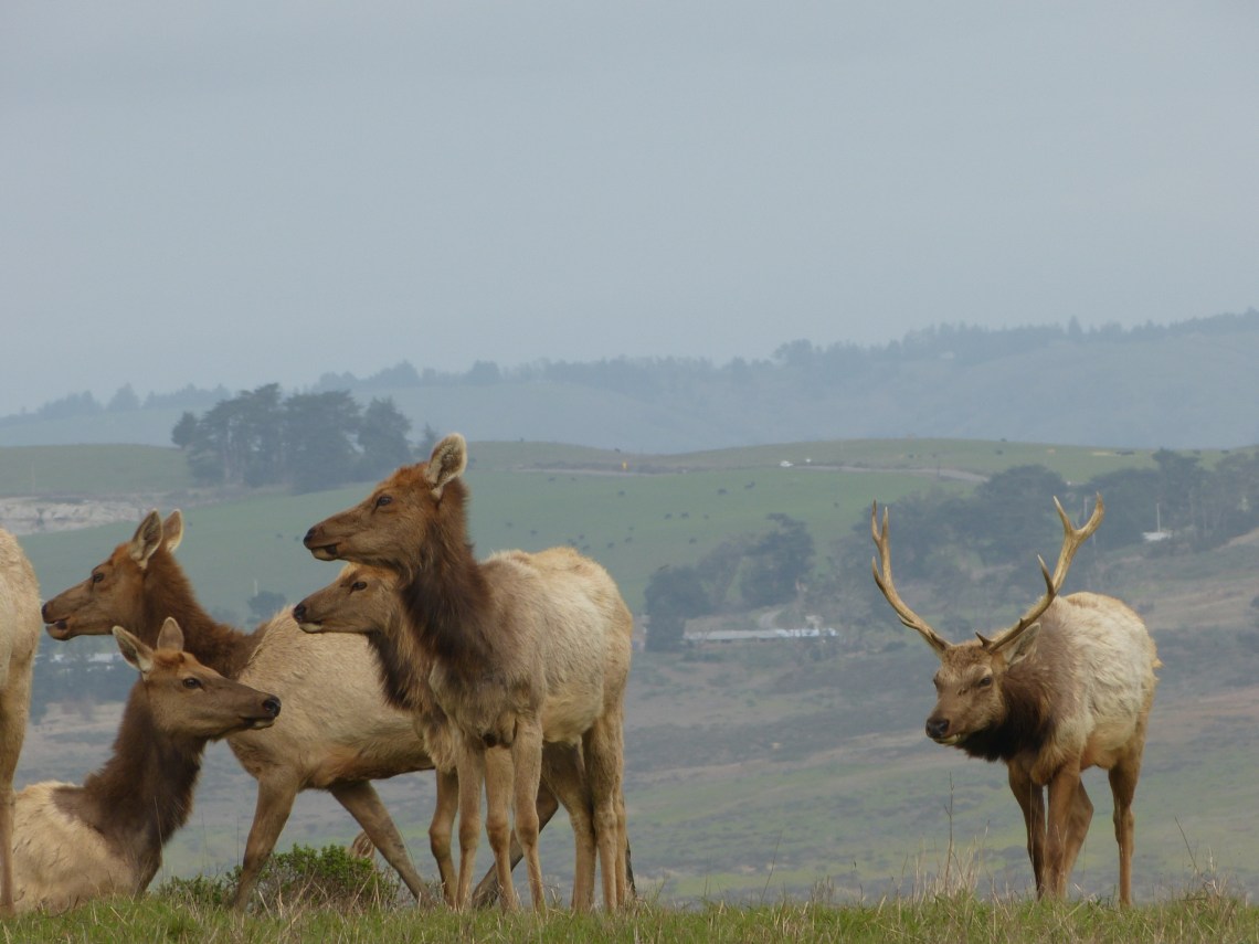 Wildes Wild: frei lebende Wapitis im Norden der Halbinsel von Point Reyes