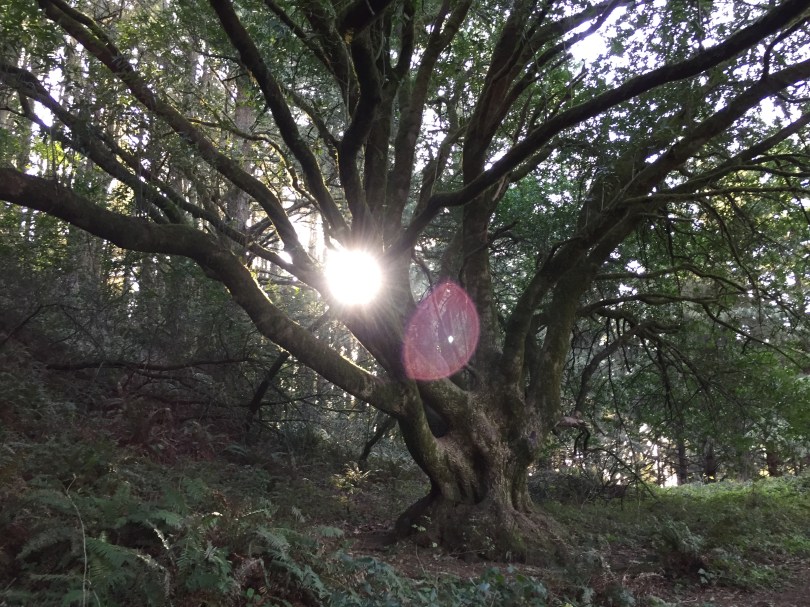 Sonnenuntergang und ein wenig Blair-Witch-Feeling