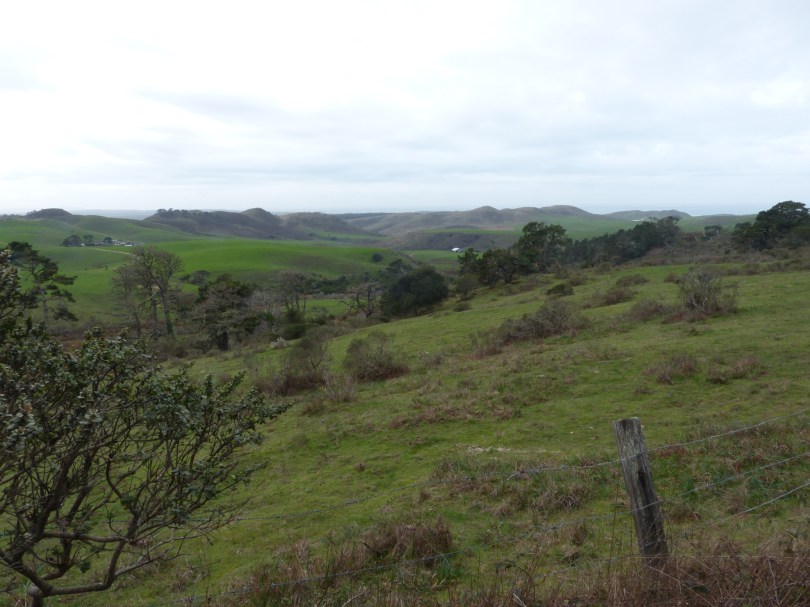 Auf dem Weg nach Tomales Point
