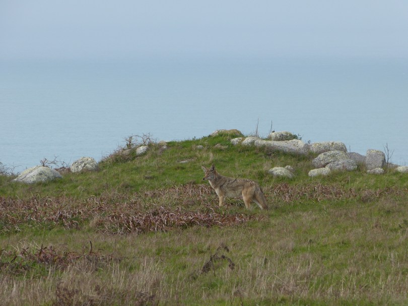 Gut abgetarnt: Kojote