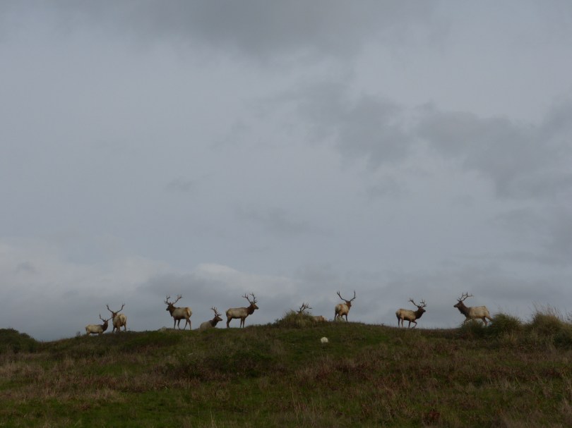 Was geht? Eine Herde Wapitihirsche