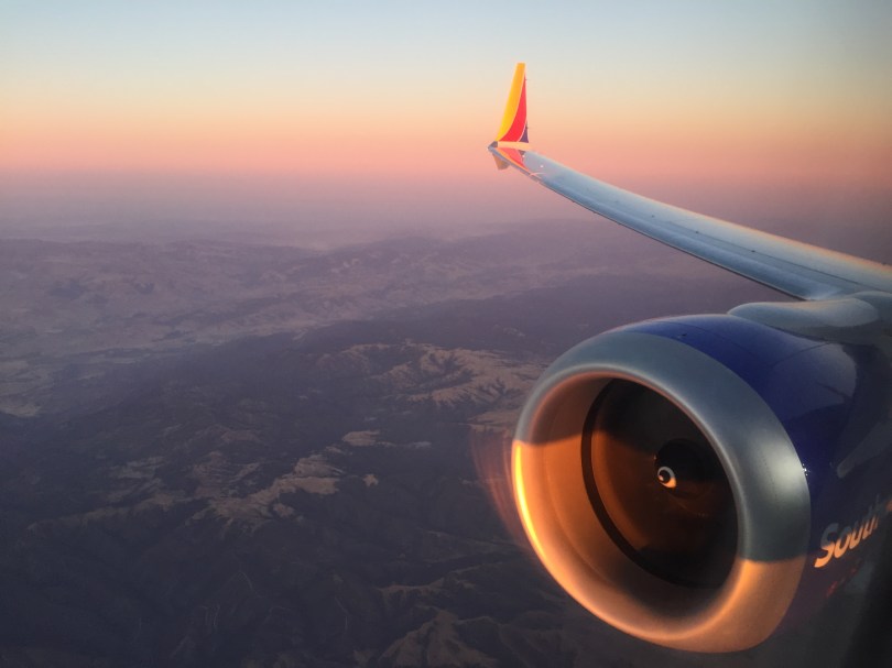 Heimwärts zu Hund und Katzen