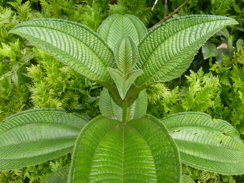 El Yunque Tropical Rainforest