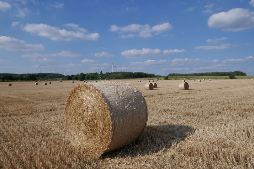 Schönheit des Banalen: ewig nicht gesehen, so ein Stoppelfeld